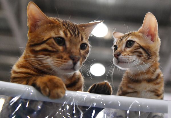 Международная выставка кошек в Москве - Sputnik Казахстан