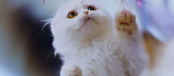 Международная выставка кошек в Москве - Sputnik Казахстан