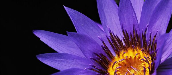 Ультрафиолет - Sputnik Казахстан