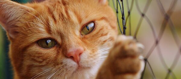 Рыжий кот Рыжий кот - Sputnik Казахстан