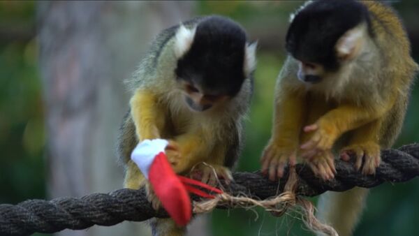 Животные лондонского зоопарка получили рождественские подарки - Sputnik Казахстан