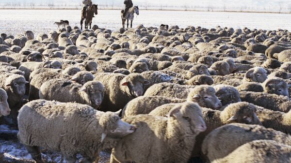 Пастухи пасут стадо овец, архивное фото - Sputnik Казахстан