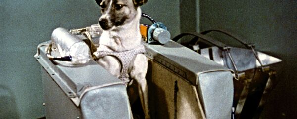 Лайка в кабине спутника - Sputnik Казахстан