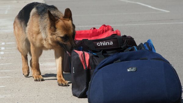 Служебная собака рядом с сумками, архивное фото - Sputnik Казахстан