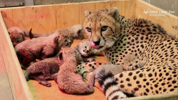 Восемь детенышей родились у самки гепарда в зоопарке Сент-Луиса - Sputnik Казахстан