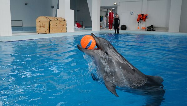 Дельфин, архивное фото - Sputnik Қазақстан