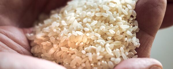 Рис, архивное фото Рис, архивное фото - Sputnik Казахстан