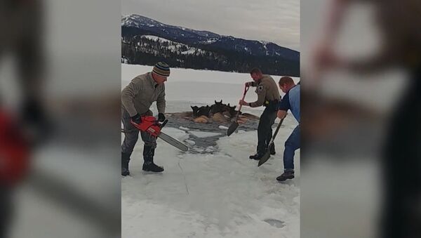 В США спасли лосей, провалившихся под лед - Sputnik Казахстан