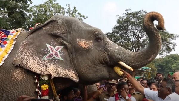 В Индии слонам устроили спа процедуры - Sputnik Казахстан