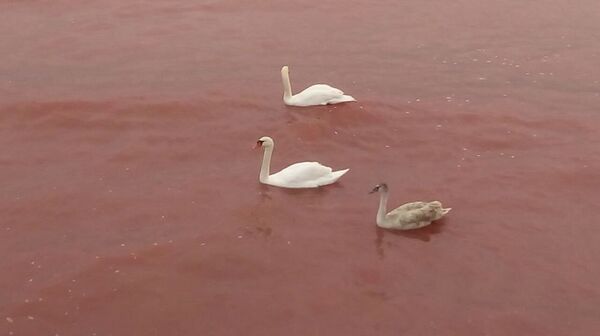 Красное море в Актау - Sputnik Казахстан