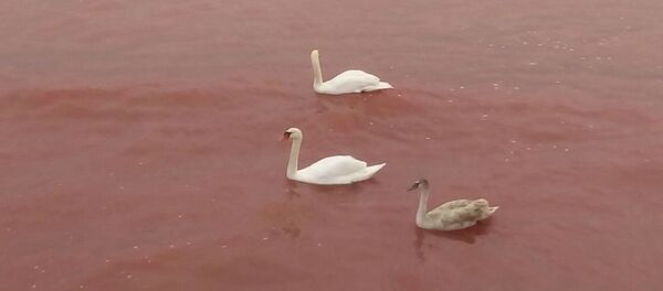 Красное море в Актау - Sputnik Казахстан