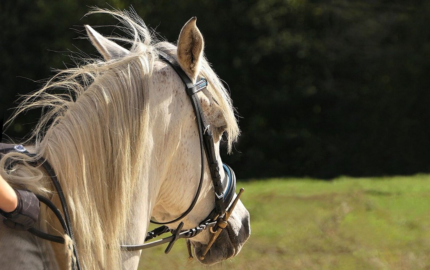 Подари лошадку. Удивленная лошадь. Запрет коней. Лошадь дарит цветы. Картинка съёмка и фото запрещена лошадей.