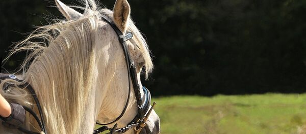 ат - Sputnik Қазақстан