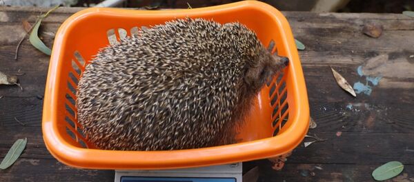 Реабилитация толстых ежиков в Тель-Авиве - Sputnik Казахстан