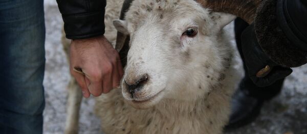 Баран Баран - Sputnik Казахстан