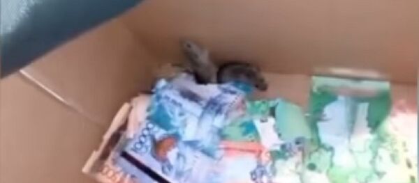 Мыши в банкомате Мыши в банкомате - Sputnik Казахстан