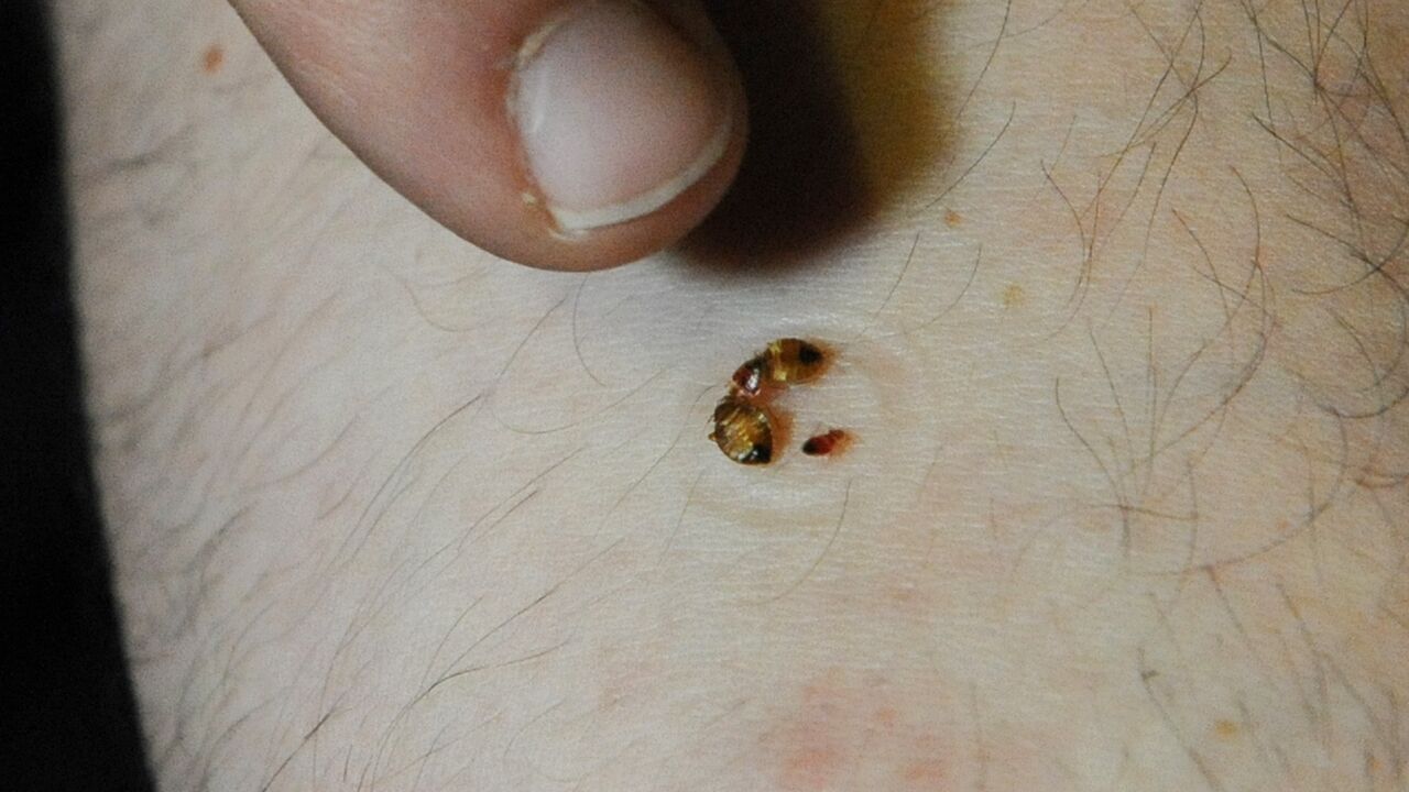 Жалаңаш мысық әйел ойындары