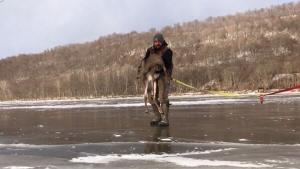Спасение оленя, застрявшего на замерзшей реке - Sputnik Казахстан