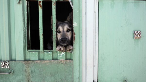 Мероприятия по отлову собак, архивное фото - Sputnik Казахстан