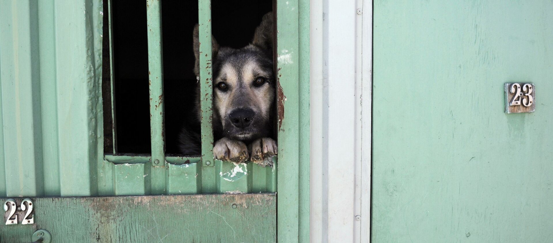 Собака, архивное фото - Sputnik Казахстан, 1920, 24.02.2021