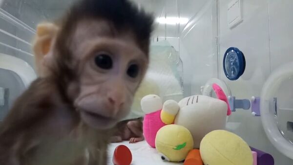 Китайские ученые показали первых в мире клонированных приматов - Sputnik Казахстан