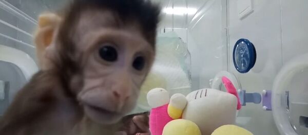 Китайские ученые показали первых в мире клонированных приматов Китайские ученые показали первых в мире клонированных приматов - Sputnik Казахстан