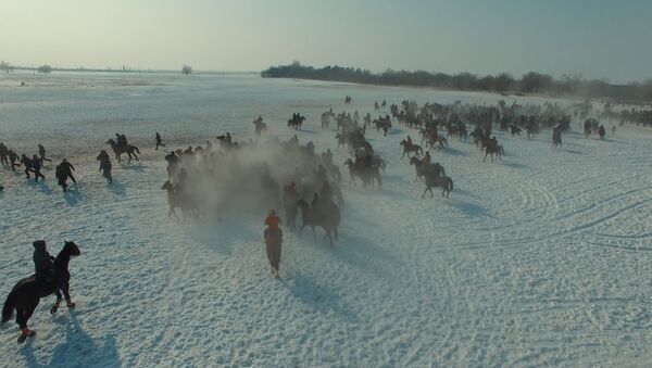 Битва за машины и верблюдов — видео массовой игры кок-бору в Дача СУ - Sputnik Казахстан