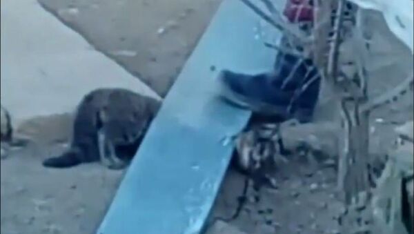 Дикая кошка напала на людей в Актау - Sputnik Казахстан