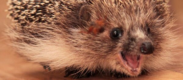 Еж Еж - Sputnik Казахстан