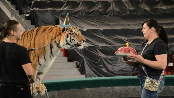 День рождения амурского тигра из России отметили в цирке Астаны - Sputnik Казахстан