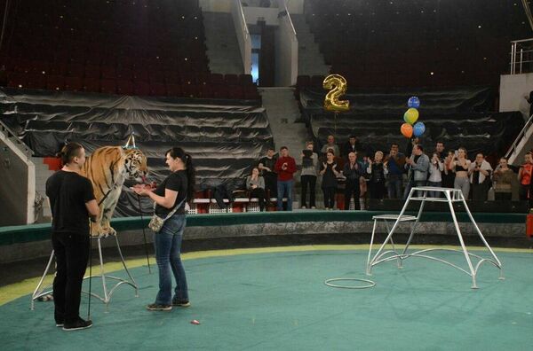 День рождения амурского тигра из России отметили в цирке Астаны - Sputnik Казахстан