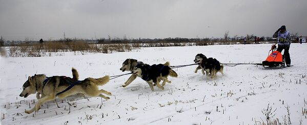Собачьи бега в Алматы - Sputnik Казахстан