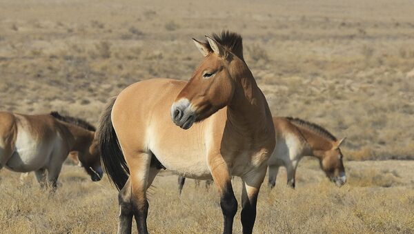 Лошадь Пржевальского, архивное фото - Sputnik Казахстан