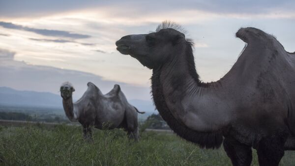 Верблюды, архивное фото - Sputnik Казахстан