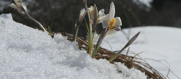 Подснежник - Sputnik Казахстан