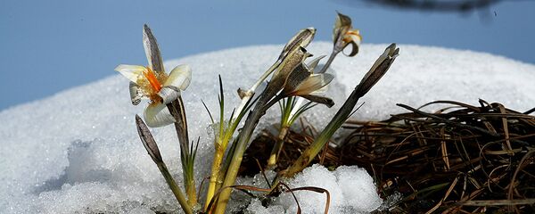 Бәйшешек - Sputnik Қазақстан