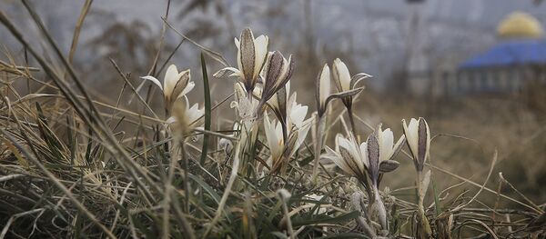 Подснежник Подснежник - Sputnik Казахстан