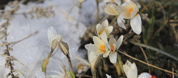 Подснежник Подснежник - Sputnik Казахстан