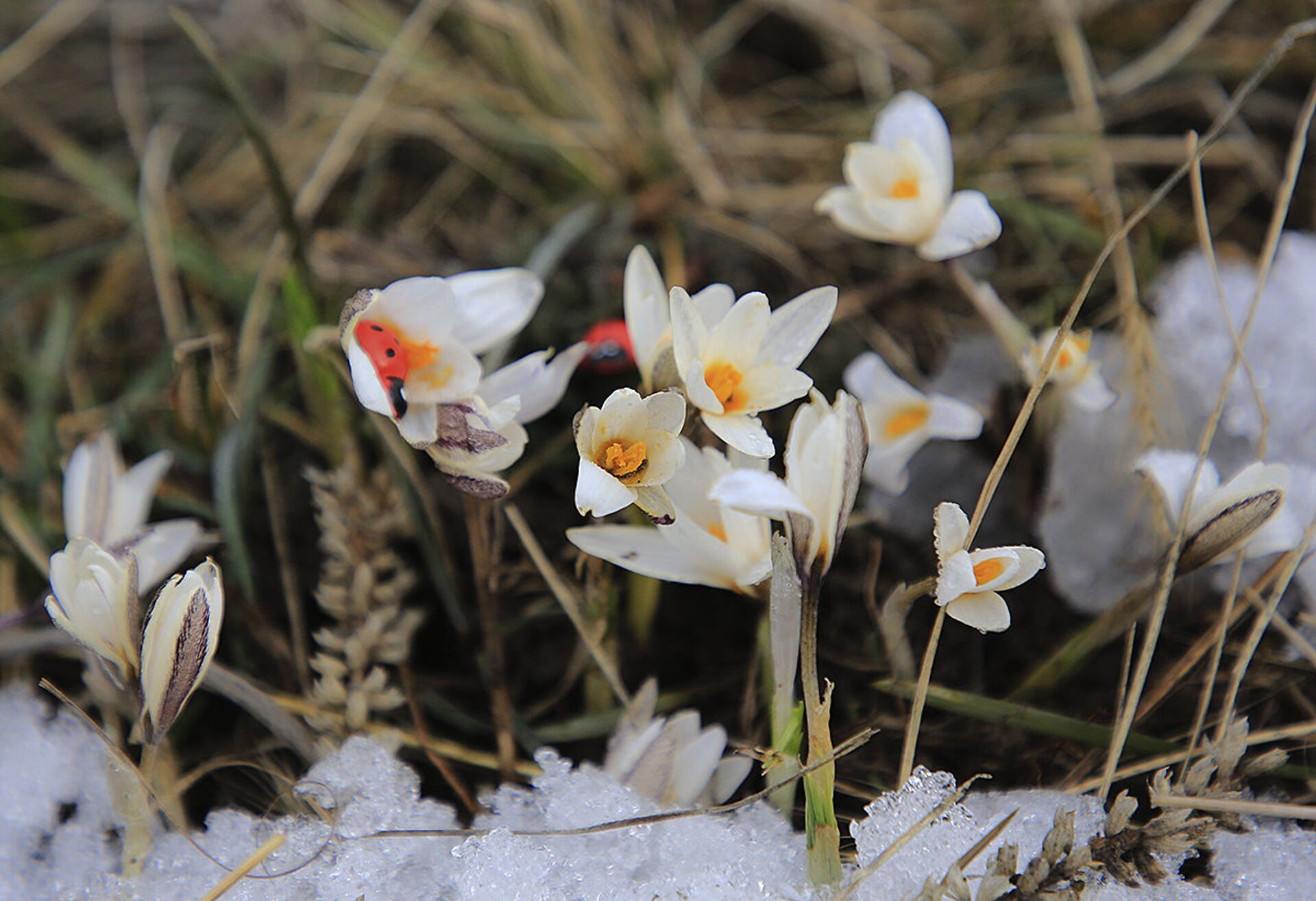Подснежник  - Sputnik Казахстан, 1920, 19.04.2025
