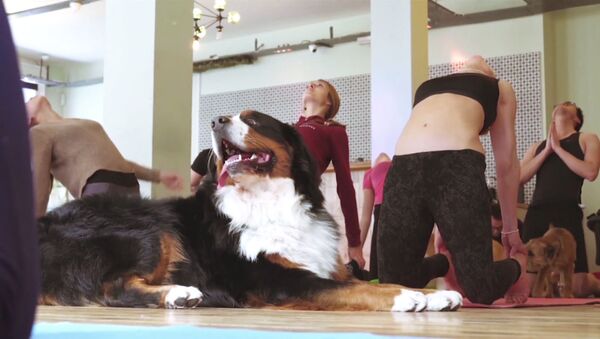Дога: йога с собаками - Sputnik Казахстан