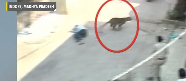 Үндістанның Индаур қаласына жабайы леопард кіріп, адамдарға шабуыл жасады Үндістанның Индаур қаласына жабайы леопард кіріп, адамдарға шабуыл жасады - Sputnik Қазақстан