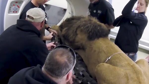 Ветеринары усыпили льва, чтобы провести ему томографию - Sputnik Казахстан