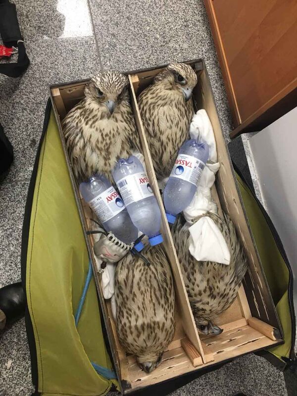 Попытка контрабандного вывоза сокола в ОАЭ Попытка контрабандного вывоза сокола в ОАЭ - Sputnik Казахстан