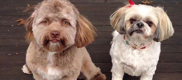 Собака с человеческим лицом - Sputnik Казахстан