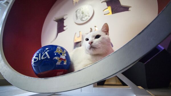 Эрмитажный кот Ахилл-оракул Чемпионата мира по футболу 2018 - Sputnik Казахстан