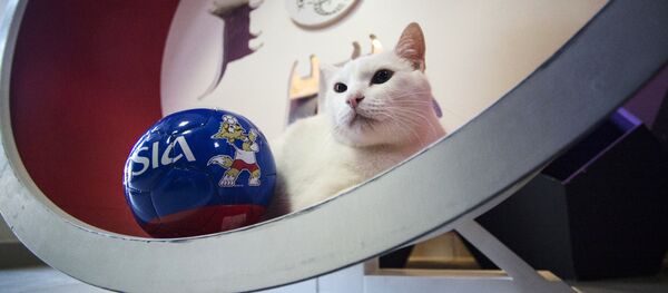 Эрмитажный кот Ахилл-оракул Чемпионата мира по футболу 2018 - Sputnik Казахстан