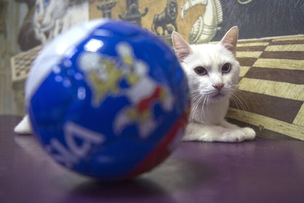 Эрмитажный кот Ахилл-оракул Чемпионата мира по футболу 2018 - Sputnik Казахстан