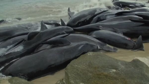 Более 150 черных дельфинов выбросились на побережье Австралии - Sputnik Казахстан