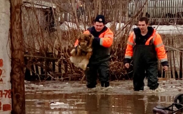 Спасатели помогают эвакуировать местных жителей из подтопленных поселков в ВКО - Sputnik Казахстан