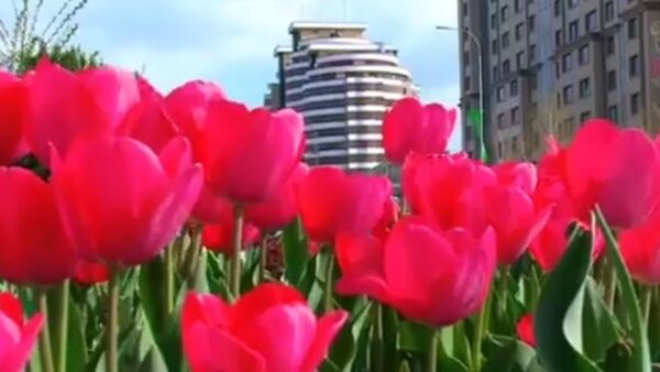 Миллион тюльпанов расцвели в Шымкенте - Sputnik Казахстан